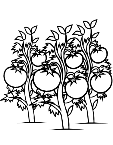 Tomatoes Plants Coloring Page